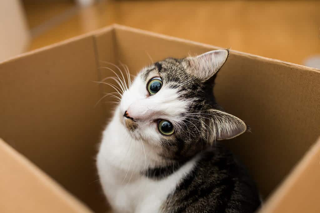 Cat Inside Box