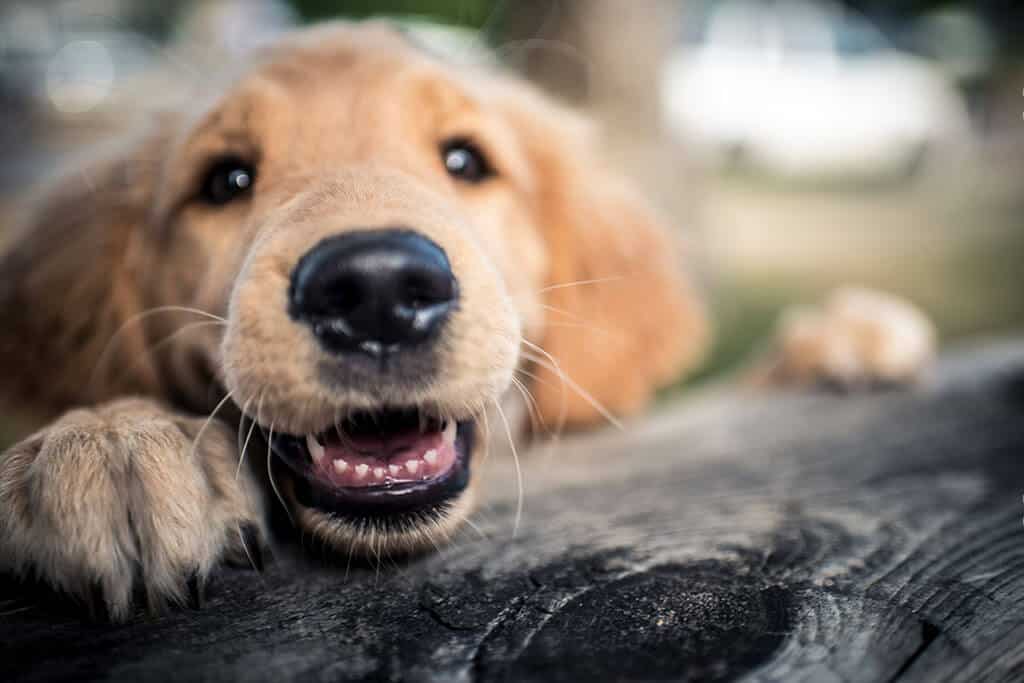 Puppy Smiles