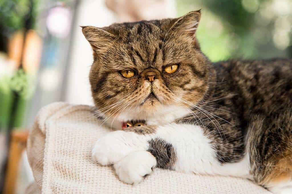 Unique Cat Breeds - PetFocus Eastern Shore Veterinary Hospital