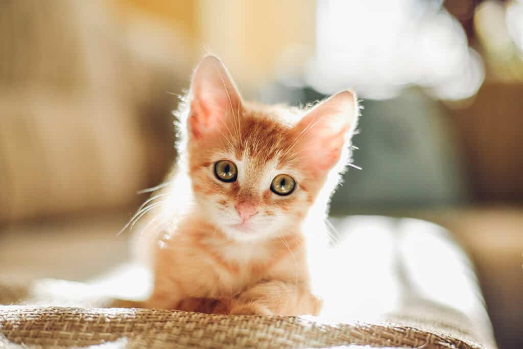 Kitten