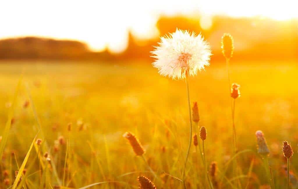 Flower and Sunset
