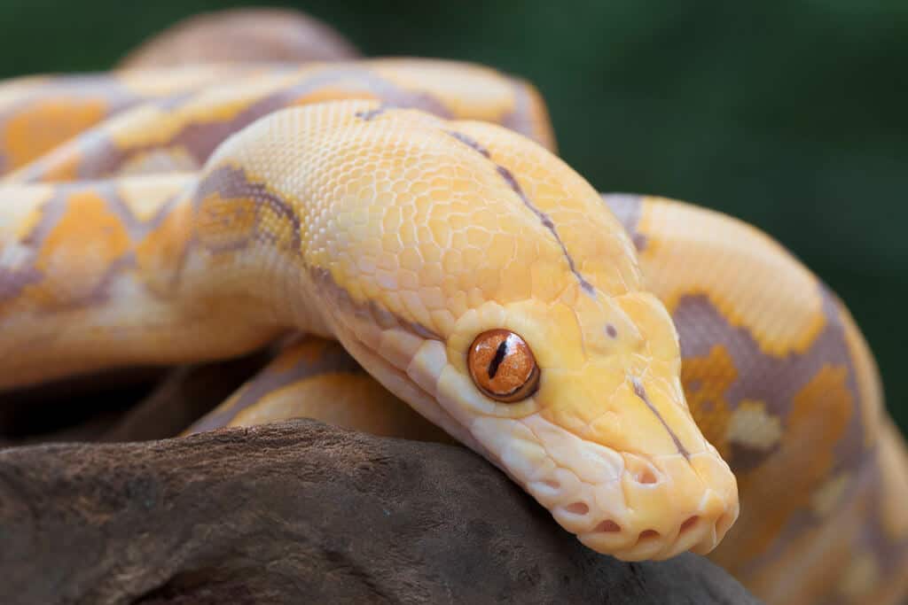 Albino Snake