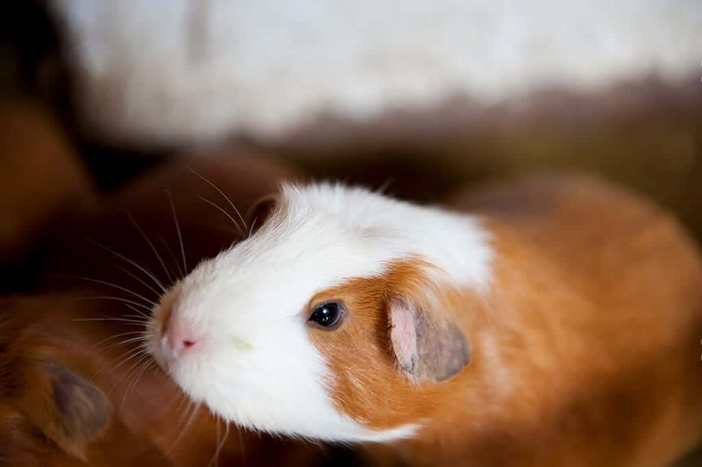 Guinea Pig