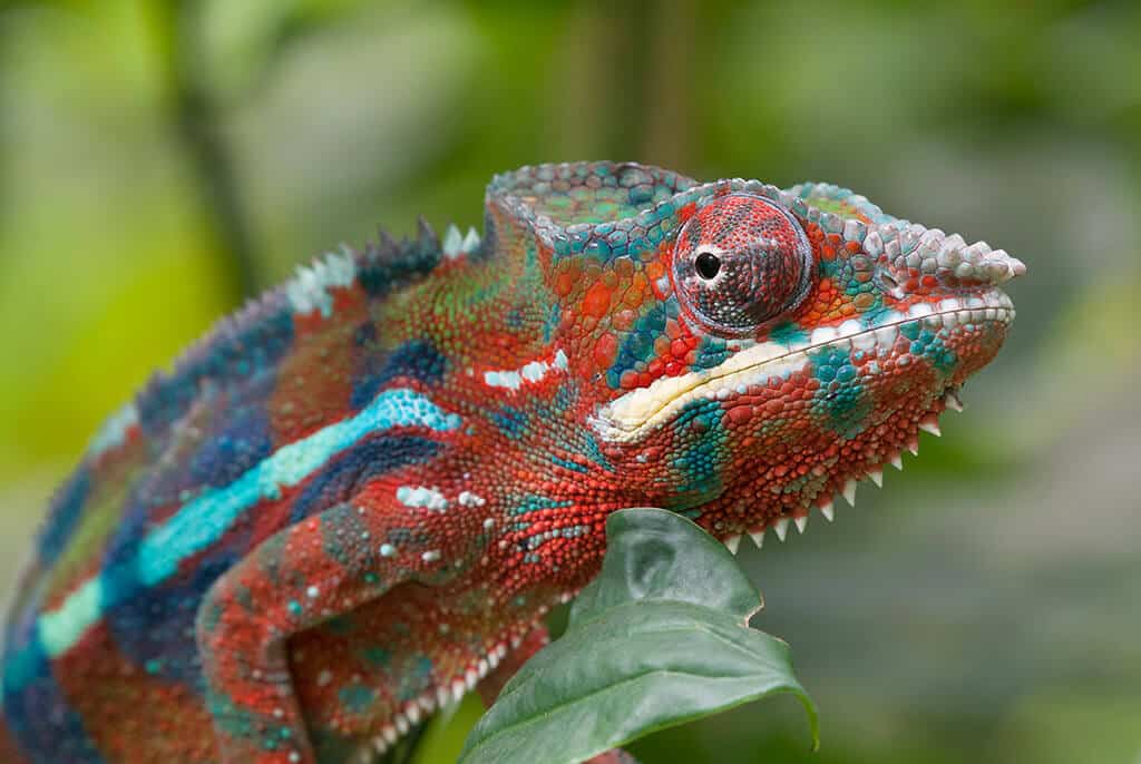 Exotic Pet