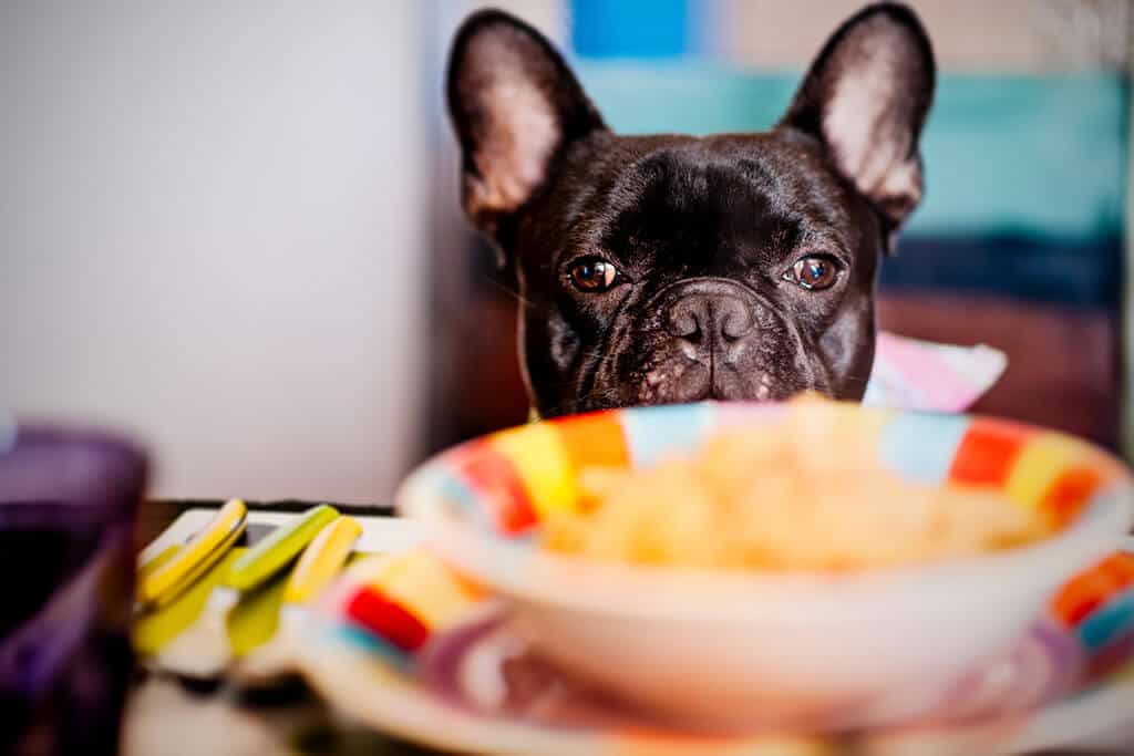 Dog and Colorful Plate