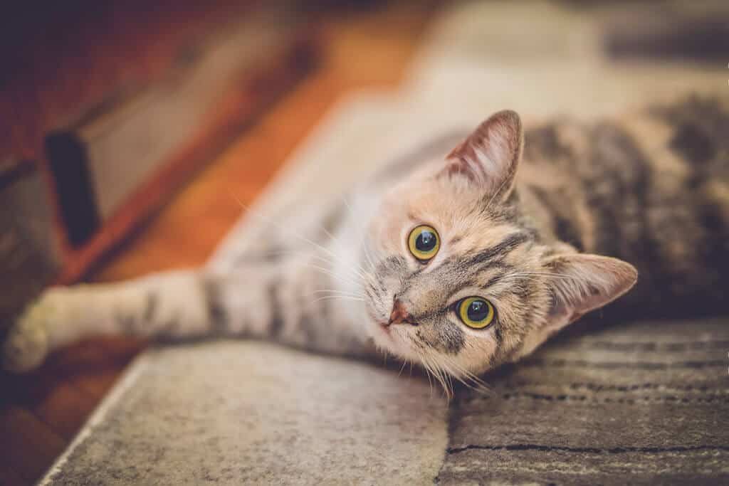 Cat Relaxing