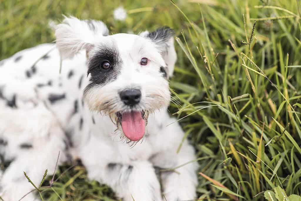 Spotted Dog
