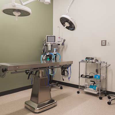 Surgery Ohana Animal Hospital